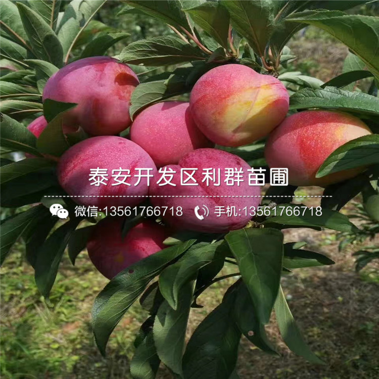 山東味王李子樹苗