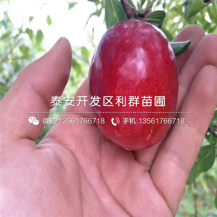 大石早生李子苗品種