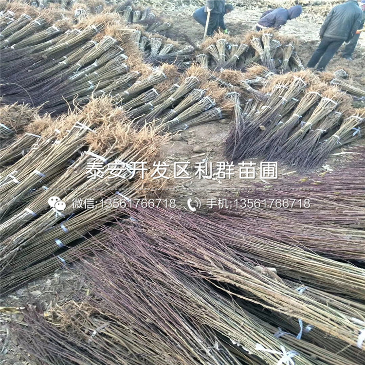 布朗李樹苗、布朗李樹苗價格及報價