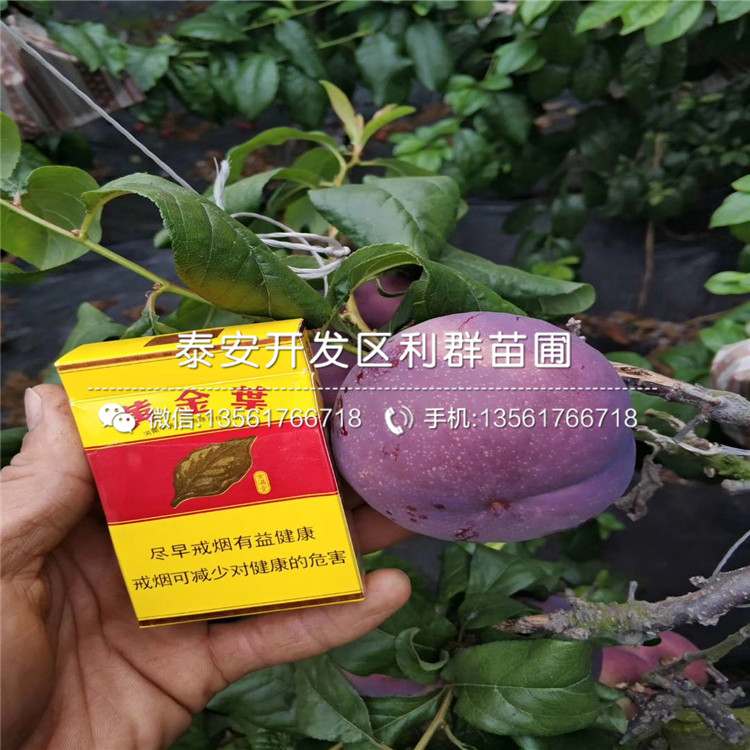 黑布林李樹苗價(jià)格、黑布林李樹苗基地