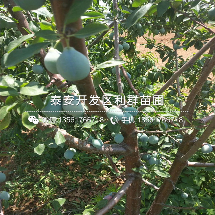 國峰七號李樹苗、國峰七號李樹苗新品種