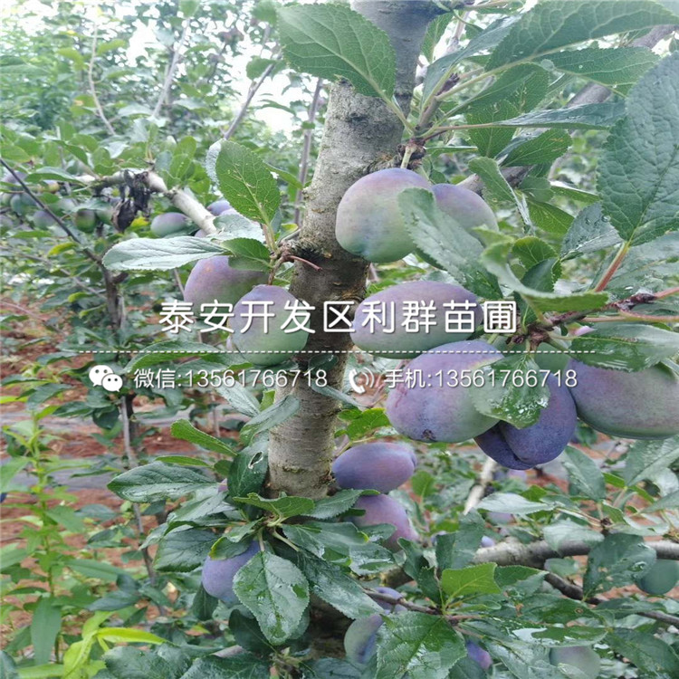 西梅蓝蜜李树苗、西梅蓝蜜李树苗价格及基地