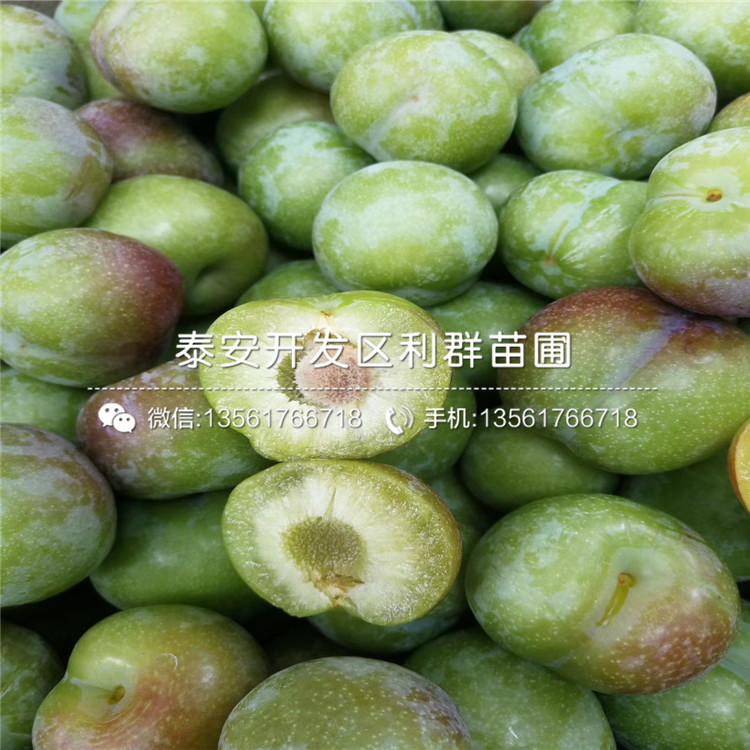 山東李子樹苗出售、山東李子樹苗價格及報價