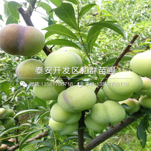 恐龍蛋李子樹苗價(jià)格、山東恐龍蛋李子樹苗