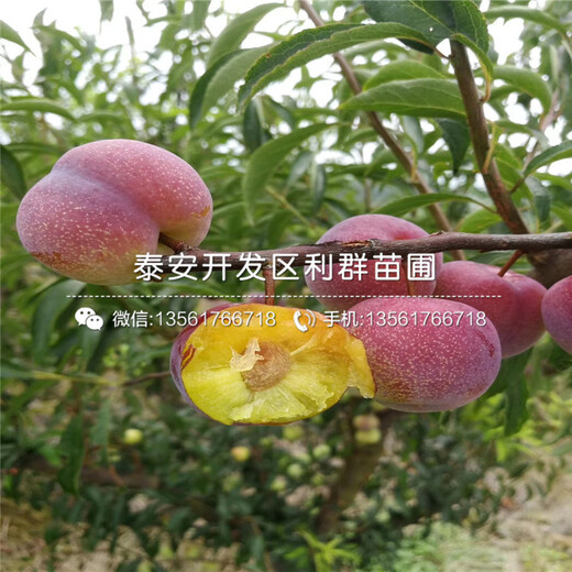 山東黑布林李子樹苗