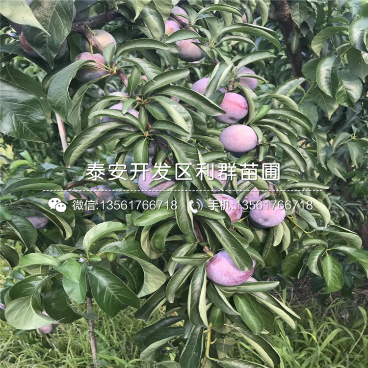 紅心李子苗價格、紅心李子苗批發(fā)