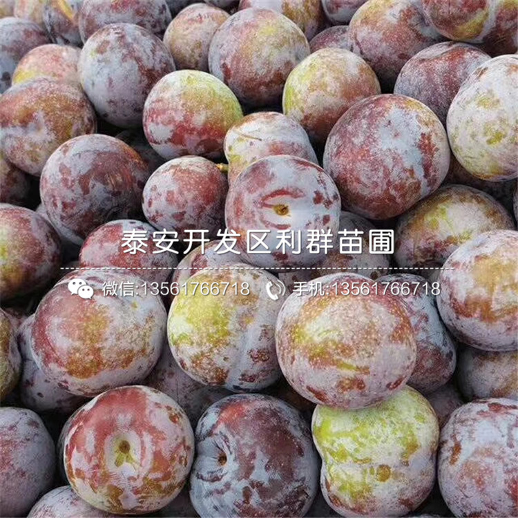 西梅李子樹苗價格、西梅李子樹苗價格及報價