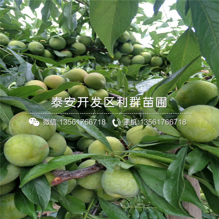 出售斯坦雷李子苗、出售斯坦雷李子苗基地