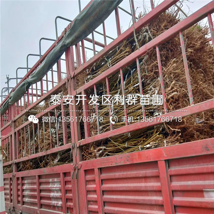 黑李樹苗價(jià)格、黑李樹苗價(jià)格及報(bào)價(jià)