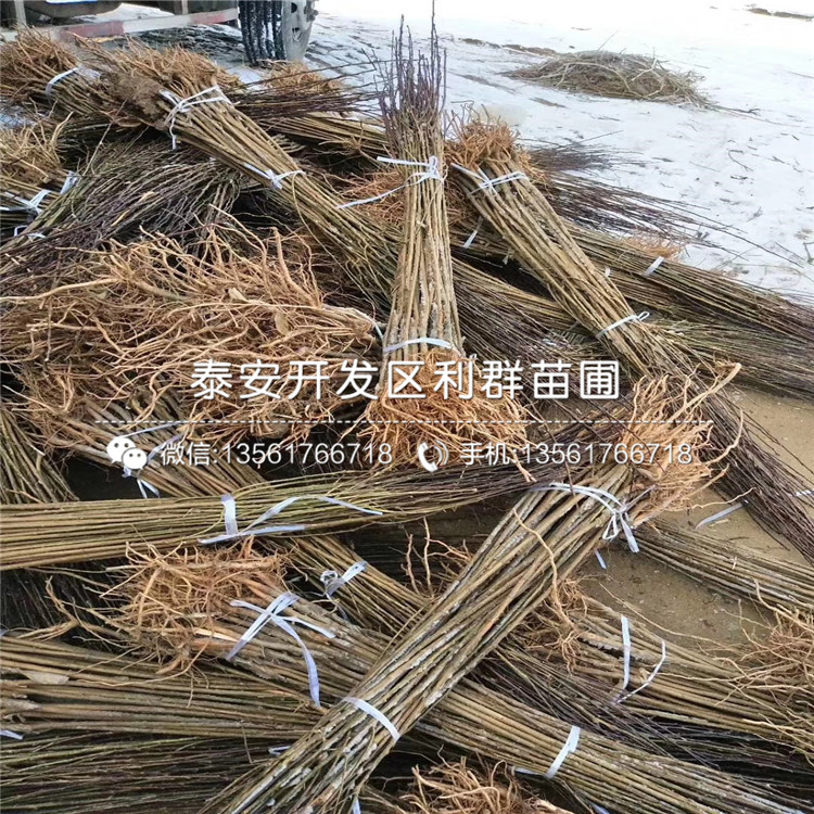 藍(lán)蜜李樹苗、藍(lán)蜜李樹苗批發(fā)價(jià)格