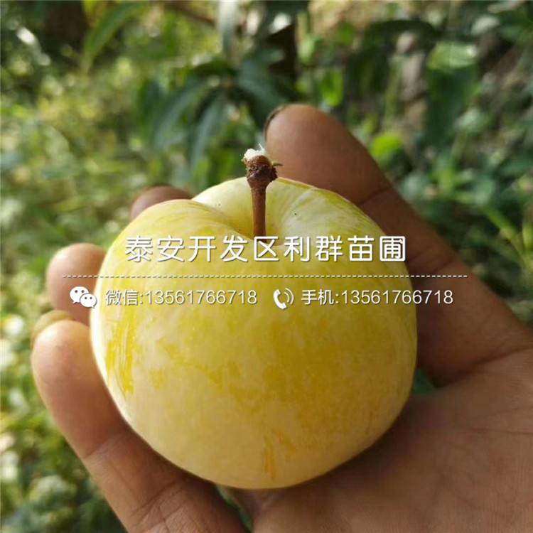 半邊紅李子苗新品種、半邊紅李子苗價格及報價
