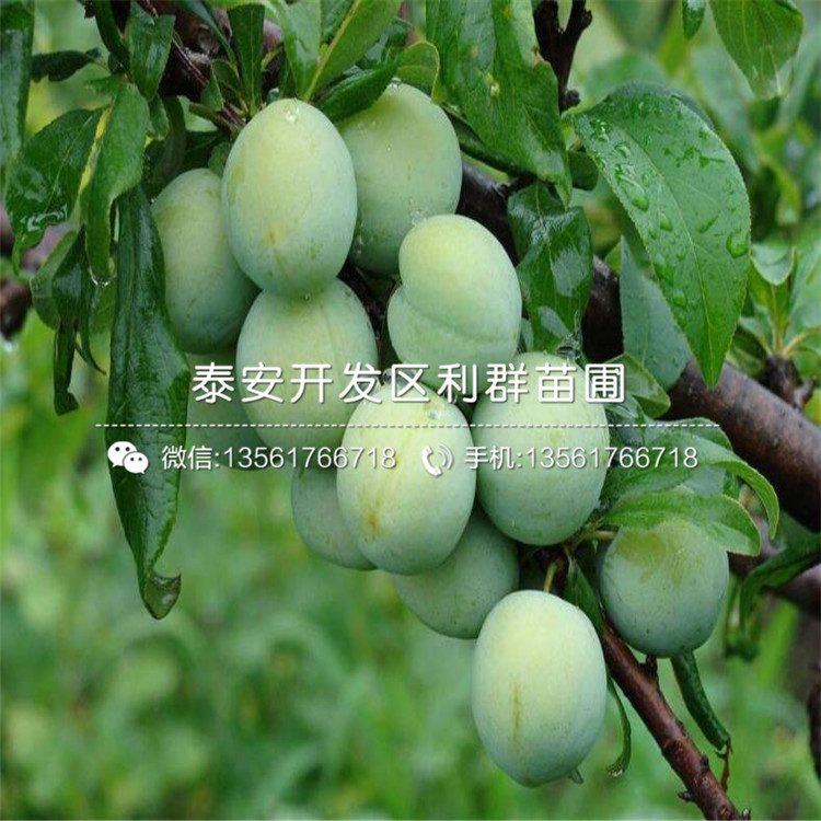 奧德羅達(dá)李子樹苗、奧德羅達(dá)李子樹苗批發(fā)基地