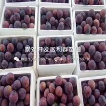 茵红李子苗价格、2020年茵红李子苗价格图片
