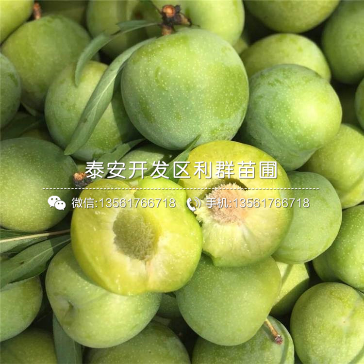 大紅李子樹苗出售、大紅李子樹苗價(jià)格及報(bào)價(jià)
