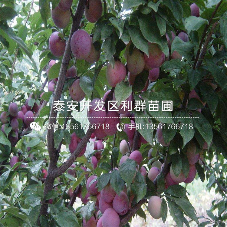 紅布朗李子樹苗、紅布朗李子樹苗基地及價(jià)格