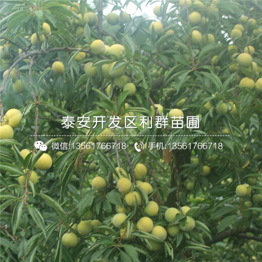 黑布林李樹苗、黑布林李樹苗基地及價格