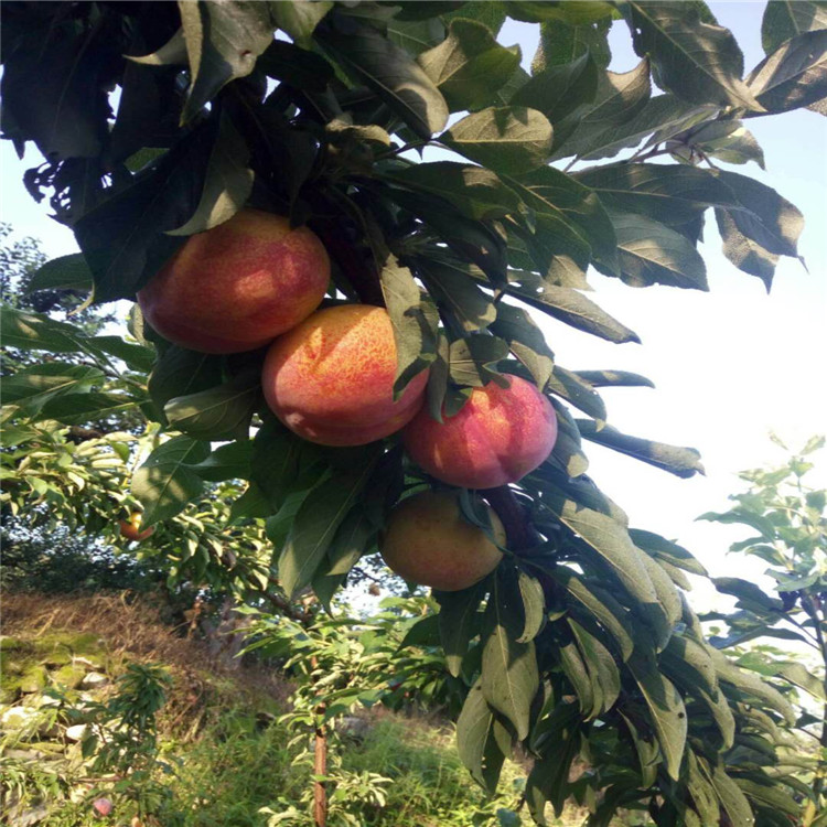 紅布朗李子苗批發(fā)價(jià)格、紅布朗李子苗基地及報(bào)價(jià)