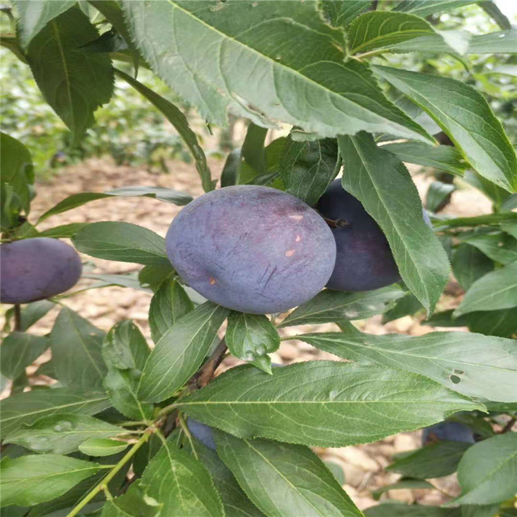 紅布朗李子苗批發(fā)價(jià)格、紅布朗李子苗基地及報(bào)價(jià)