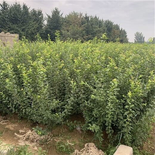 出售秋姬李樹苗、出售秋姬李樹苗基地