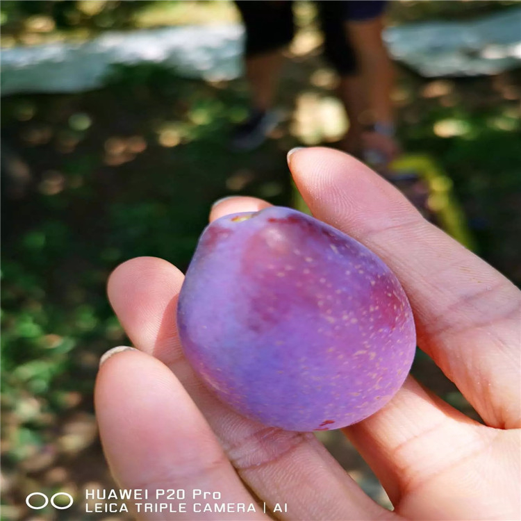 黑李子樹苗基地及價格