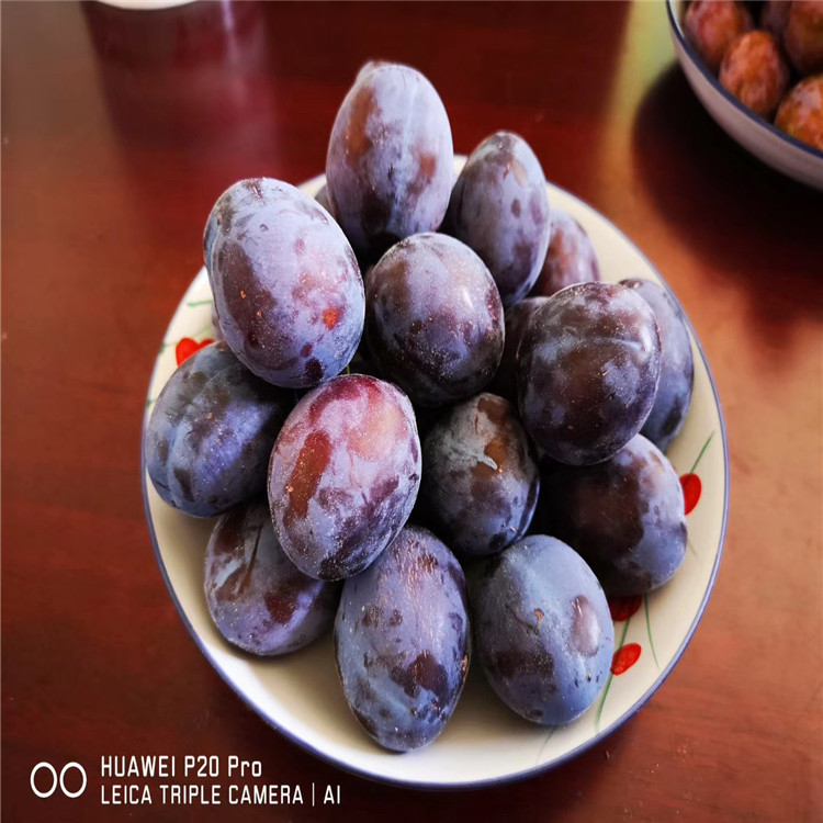 味王李樹苗、味王李樹苗批發(fā)