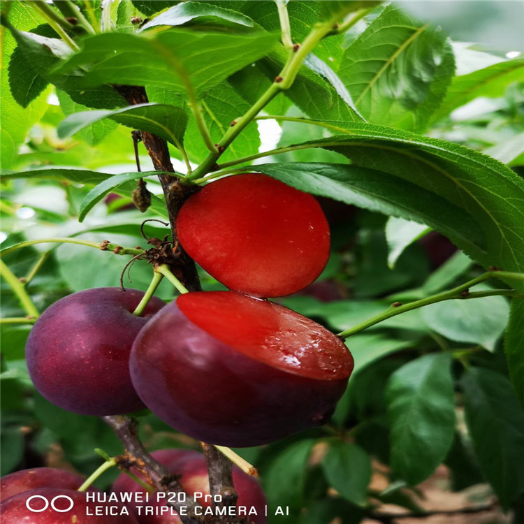 紅布朗李子苗批發(fā)價(jià)格、紅布朗李子苗基地及報(bào)價(jià)