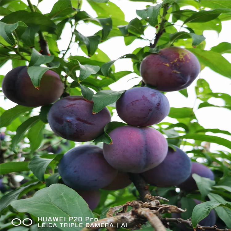 新品種蜂糖李子樹(shù)苗、蜂糖李子樹(shù)苗價(jià)格及報(bào)價(jià)