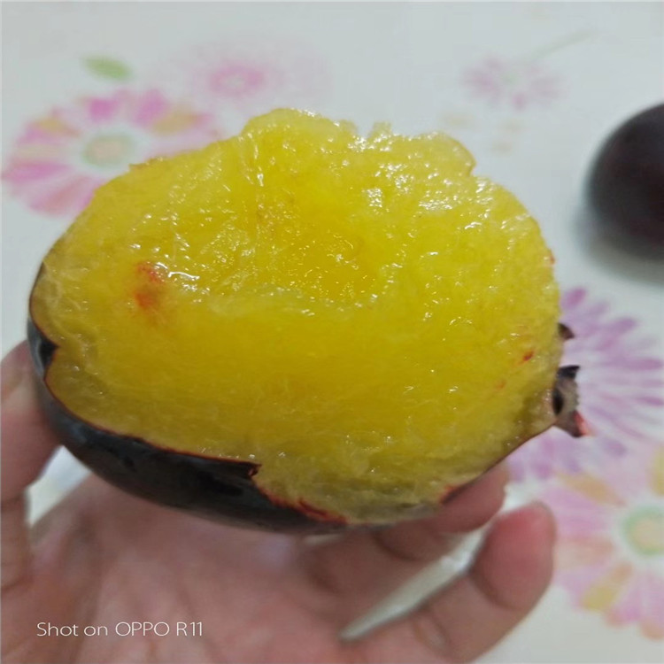 黑李樹(shù)苗報(bào)價(jià)