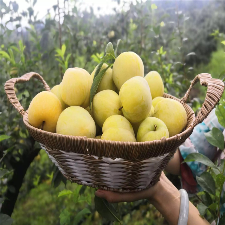 味馨李樹苗批發(fā)基地