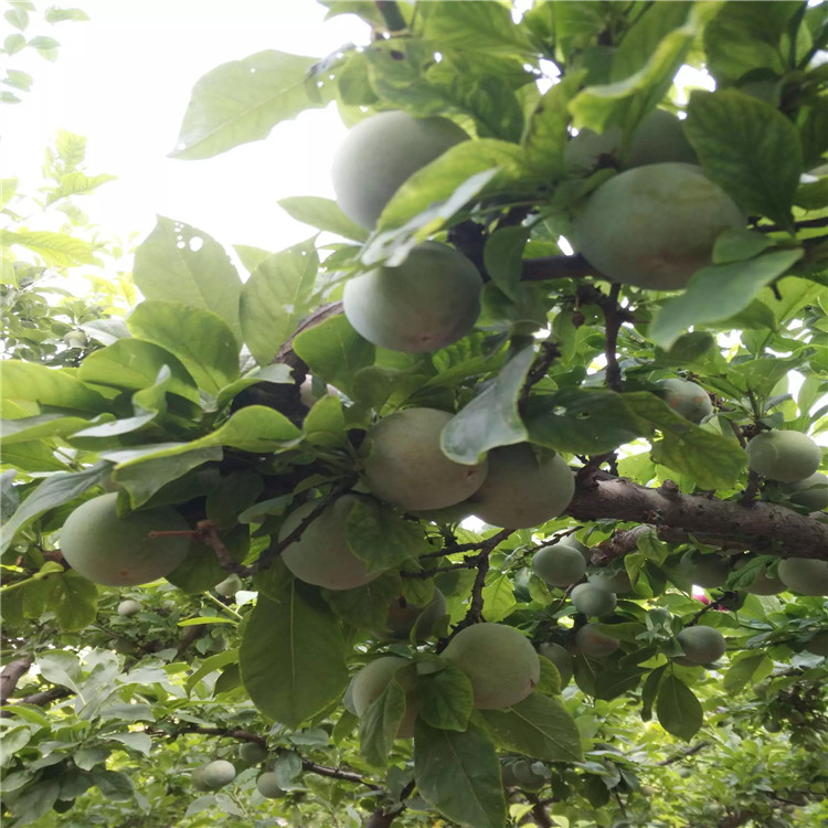 半邊紅李子樹苗價格、半邊紅李子樹苗基地及報價