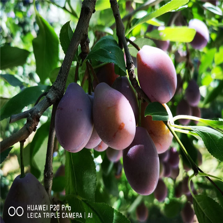脆紅李樹(shù)苗、脆紅李樹(shù)苗出售