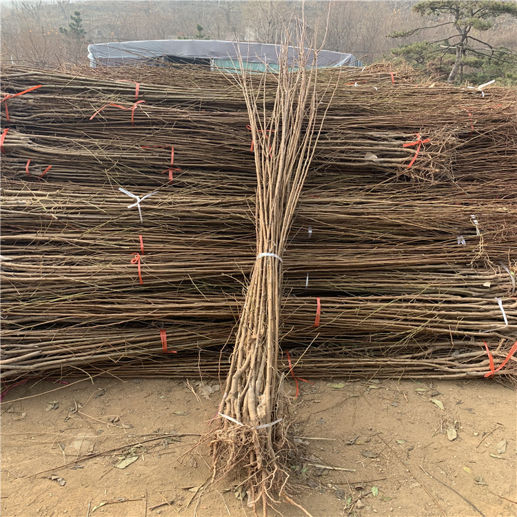 恐龍蛋李樹(shù)苗批發(fā)、恐龍蛋李樹(shù)苗基地