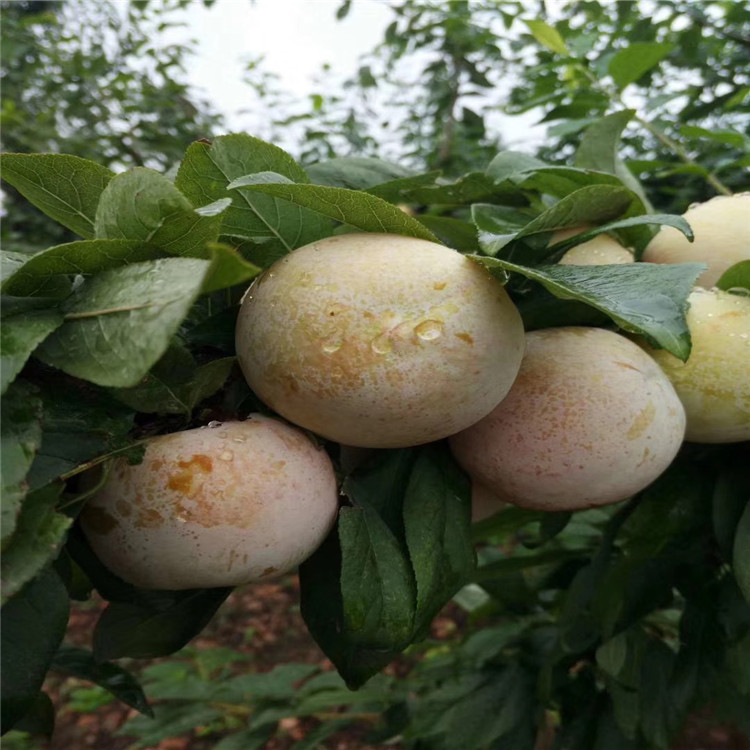 冰脆李子苗價(jià)格及基地