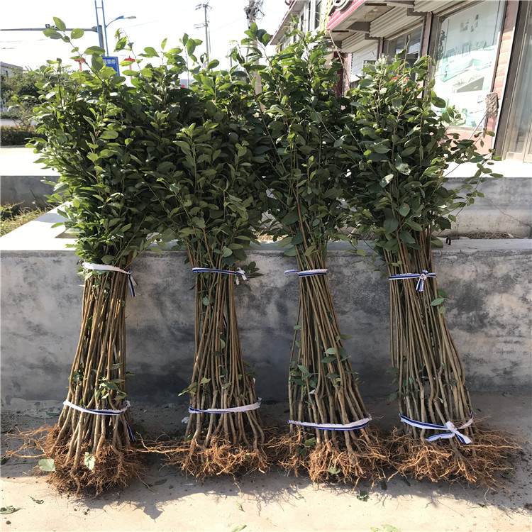玫瑰皇后李子樹苗出售價(jià)格、玫瑰皇后李子樹苗批發(fā)基地