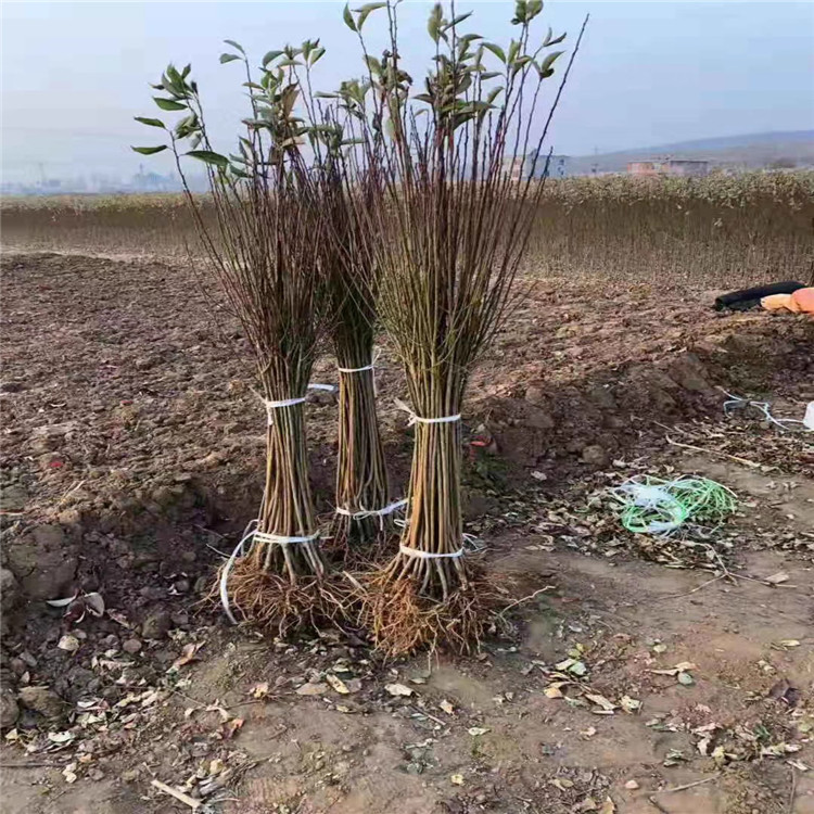批發(fā)玫瑰皇后李子樹苗、批發(fā)玫瑰皇后李子樹苗價格及報價