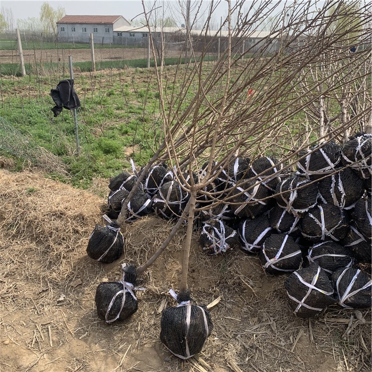 出售秋姬李樹(shù)苗、出售秋姬李樹(shù)苗基地