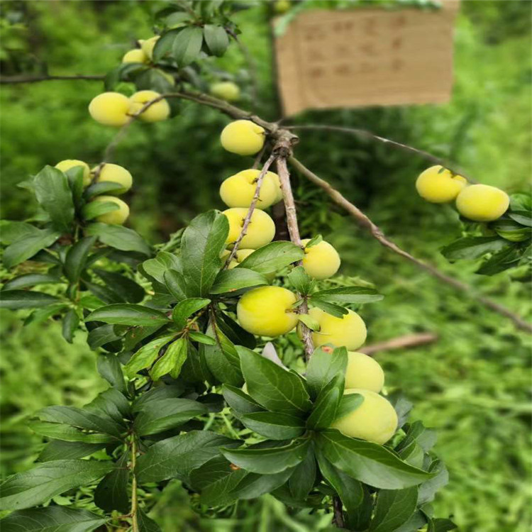 紅喜梅李子苗品種介紹、2020年紅喜梅李子苗價格