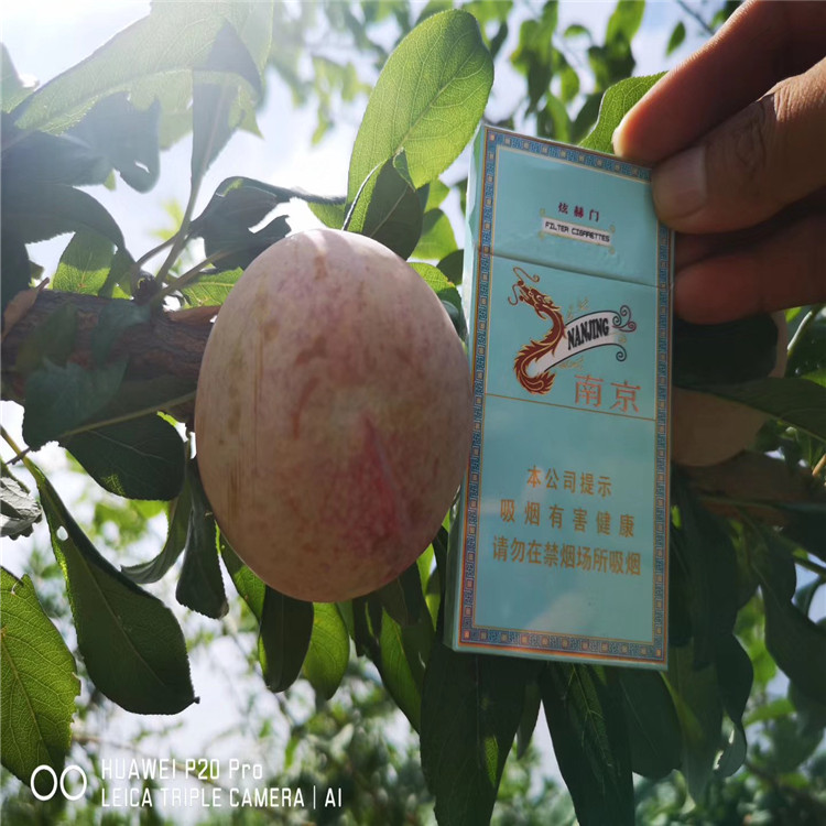 味馨李樹苗批發(fā)基地
