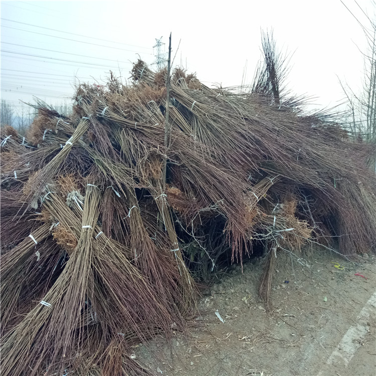 紅貴陽李樹苗批發(fā)基地