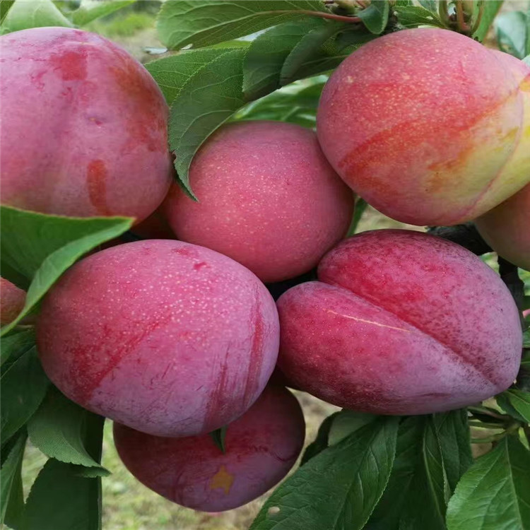 杏李苗批發(fā)