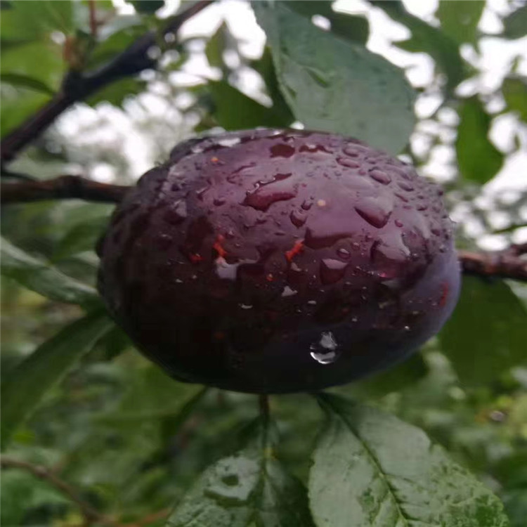 黑琥珀李子苗出售價(jià)格