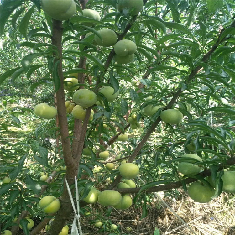 紅貴陽李樹苗批發(fā)基地