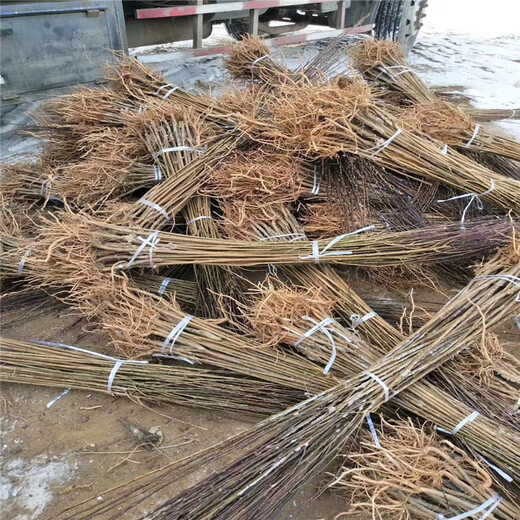 新品種李子樹(shù)苗、新品種李子樹(shù)苗批發(fā)