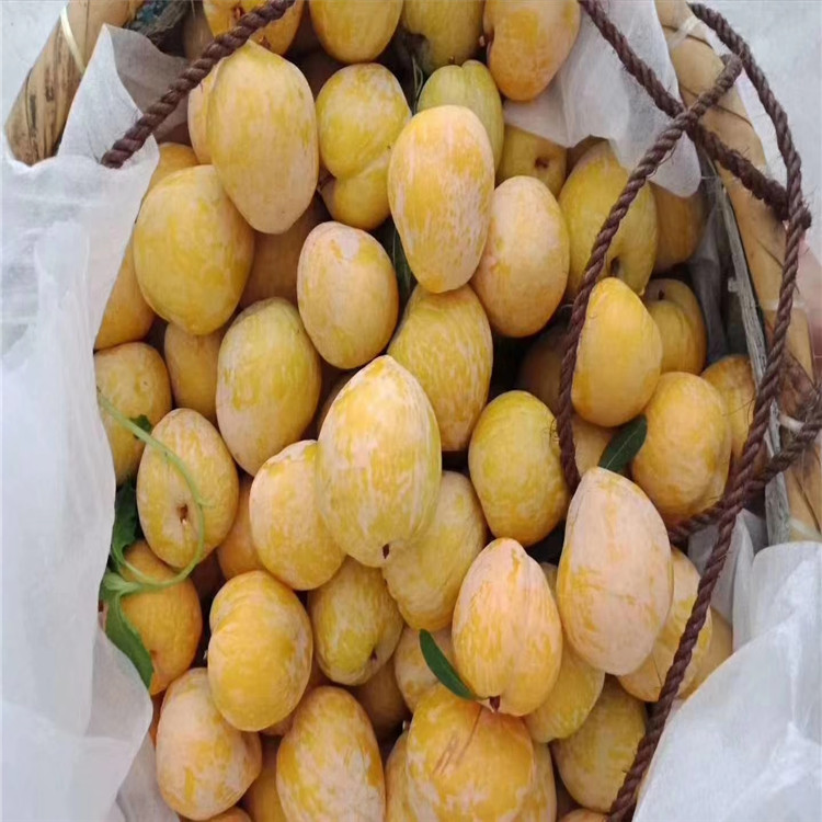 3公分李樹(shù)苗批發(fā)