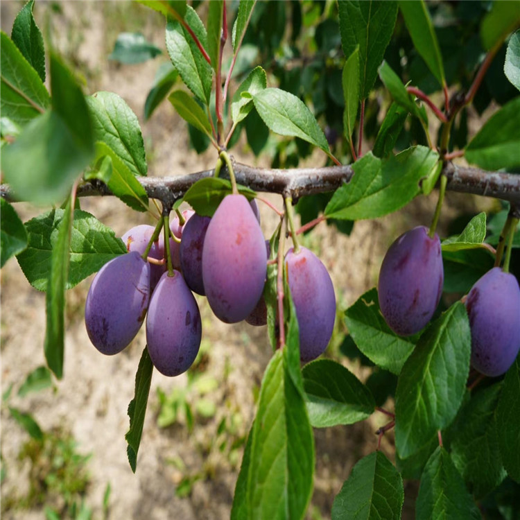 味帝李樹(shù)苗批發(fā)、味帝李樹(shù)苗基地
