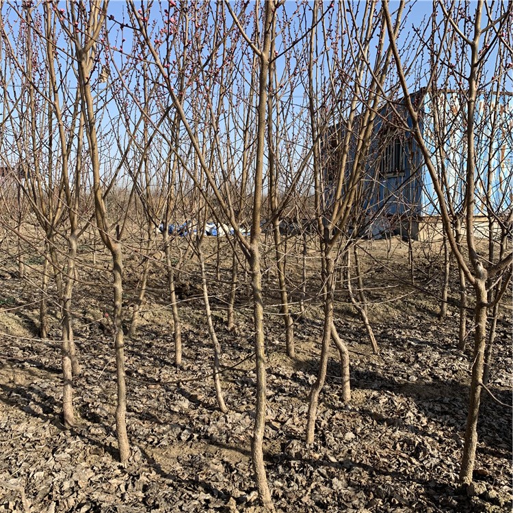 批发杏苗、杏苗价格及基地