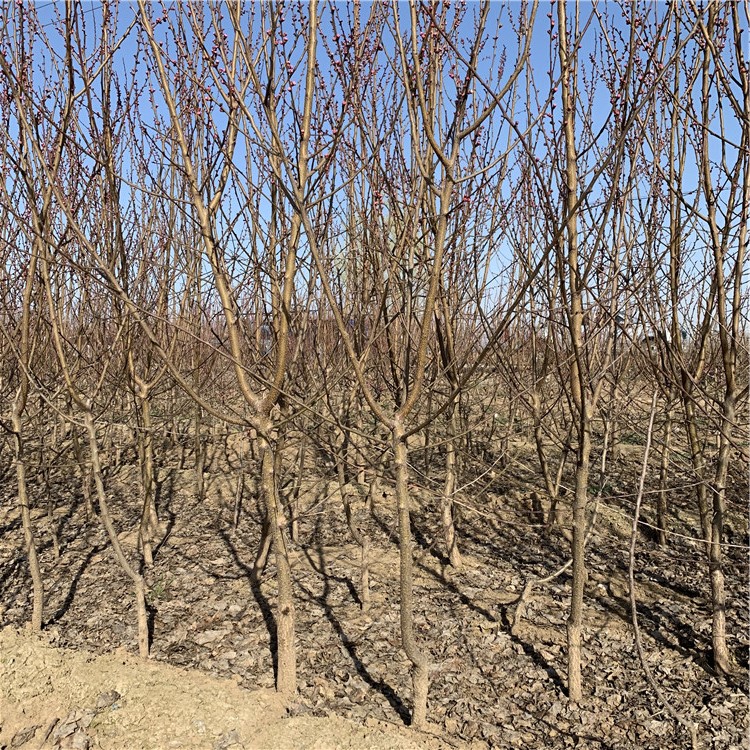 珍珠油杏树苗出售、珍珠油杏树苗基地