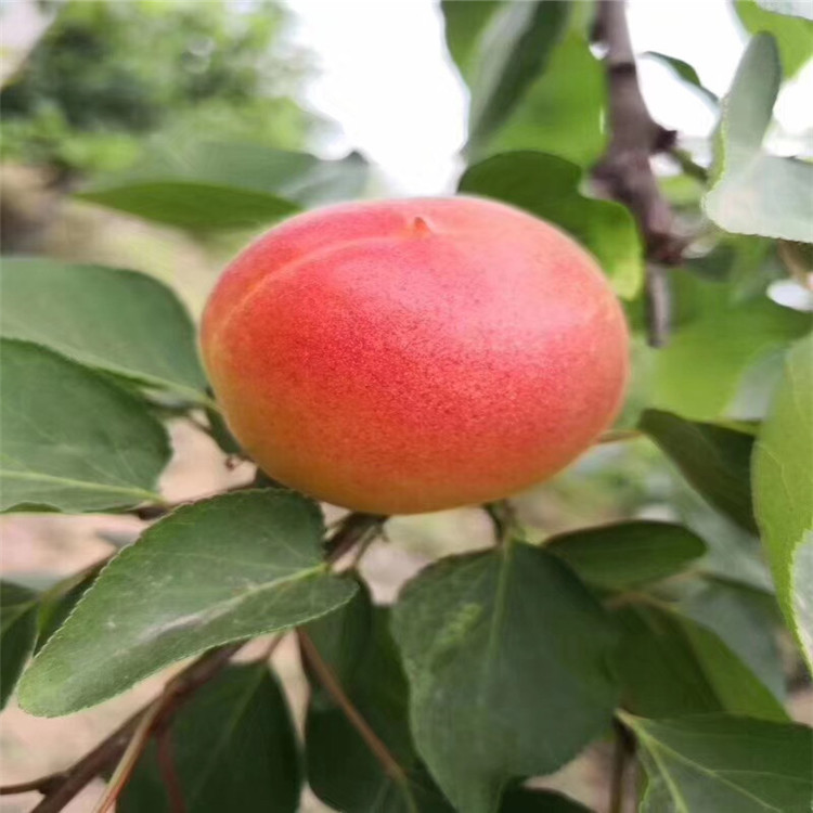 珍珠油杏树苗出售、珍珠油杏树苗基地