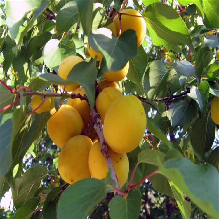 珍珠油杏树苗出售、珍珠油杏树苗基地