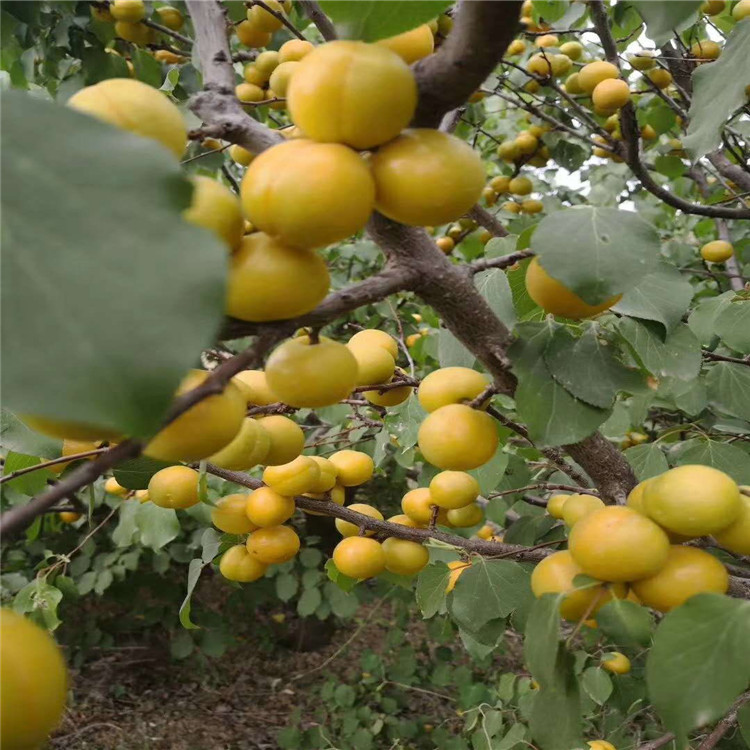 蜜香杏树苗新品种、蜜香杏树苗价格及报价